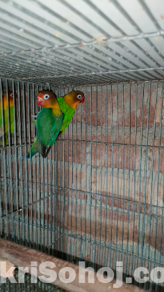 love bird